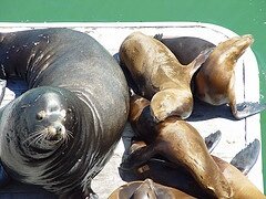 sealion Photo by Blind Grasshopper